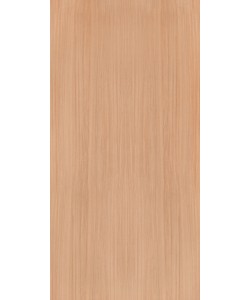 European White Elm