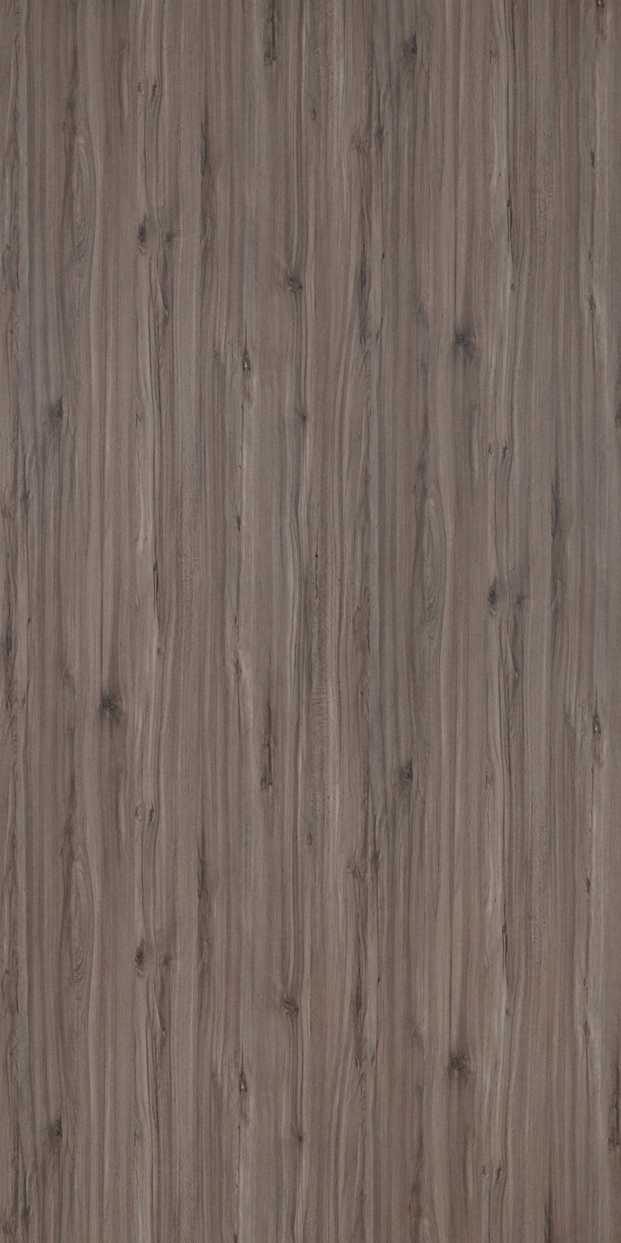 Vienna Beech