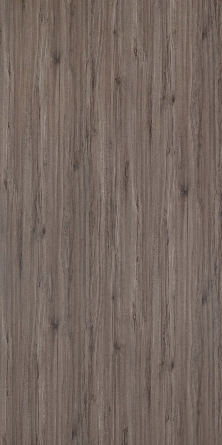Vienna Beech